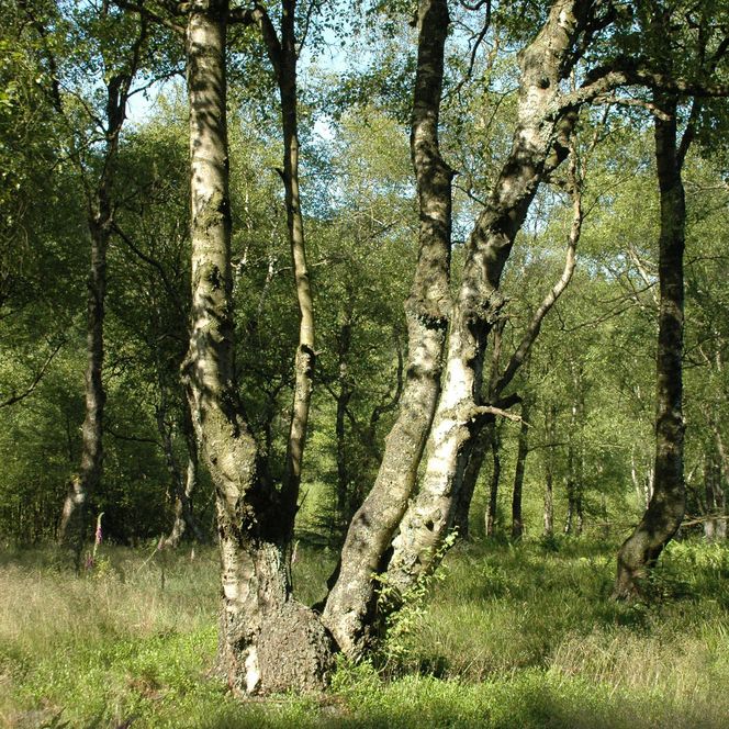 Karpaten-Moorbirken im Naturschutzgebiet Jägers Weinberg 