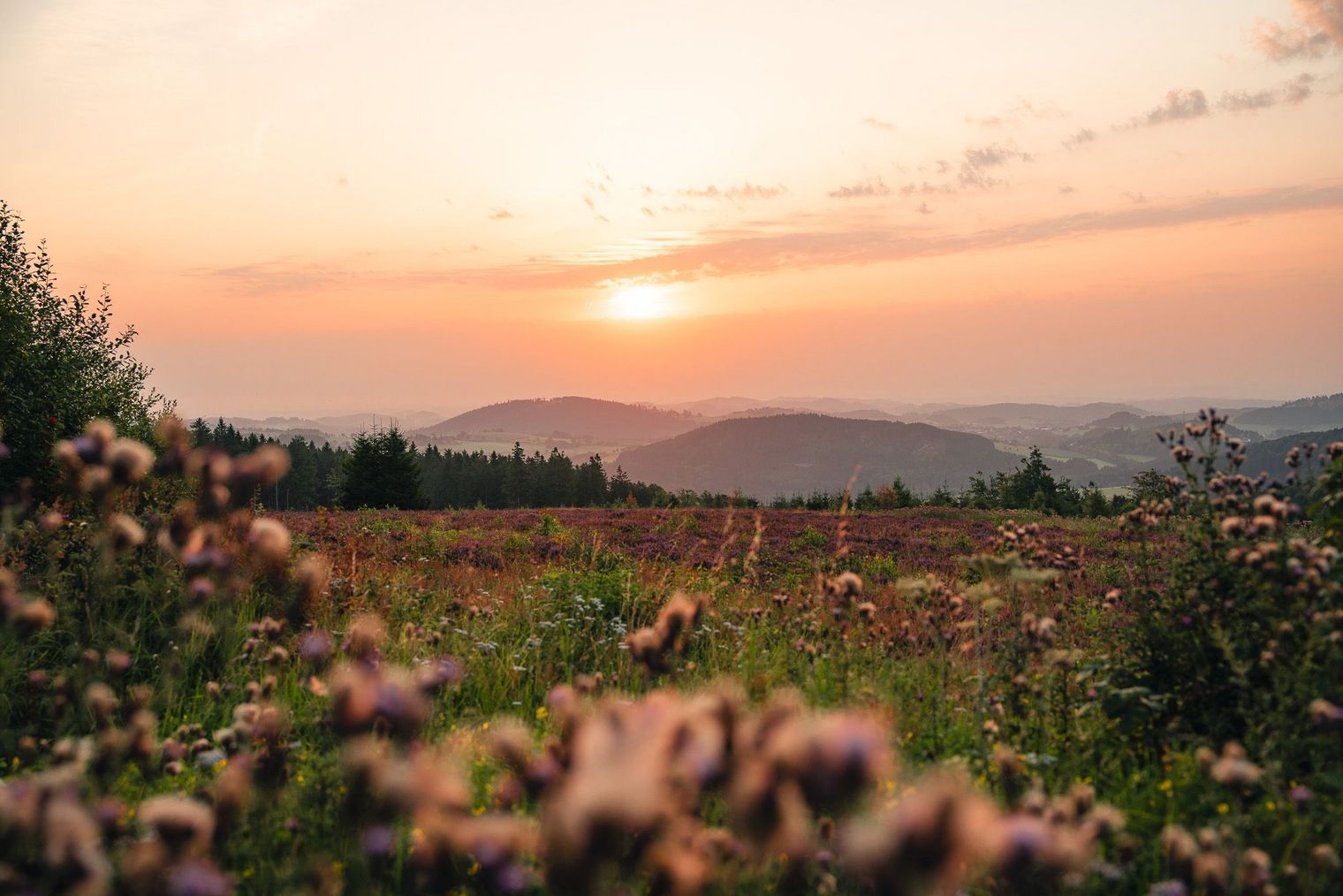 Sonnenaufgang auf dem Ettelsberg mit blühender Heide