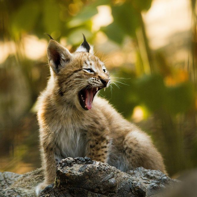 Luchs im Wald