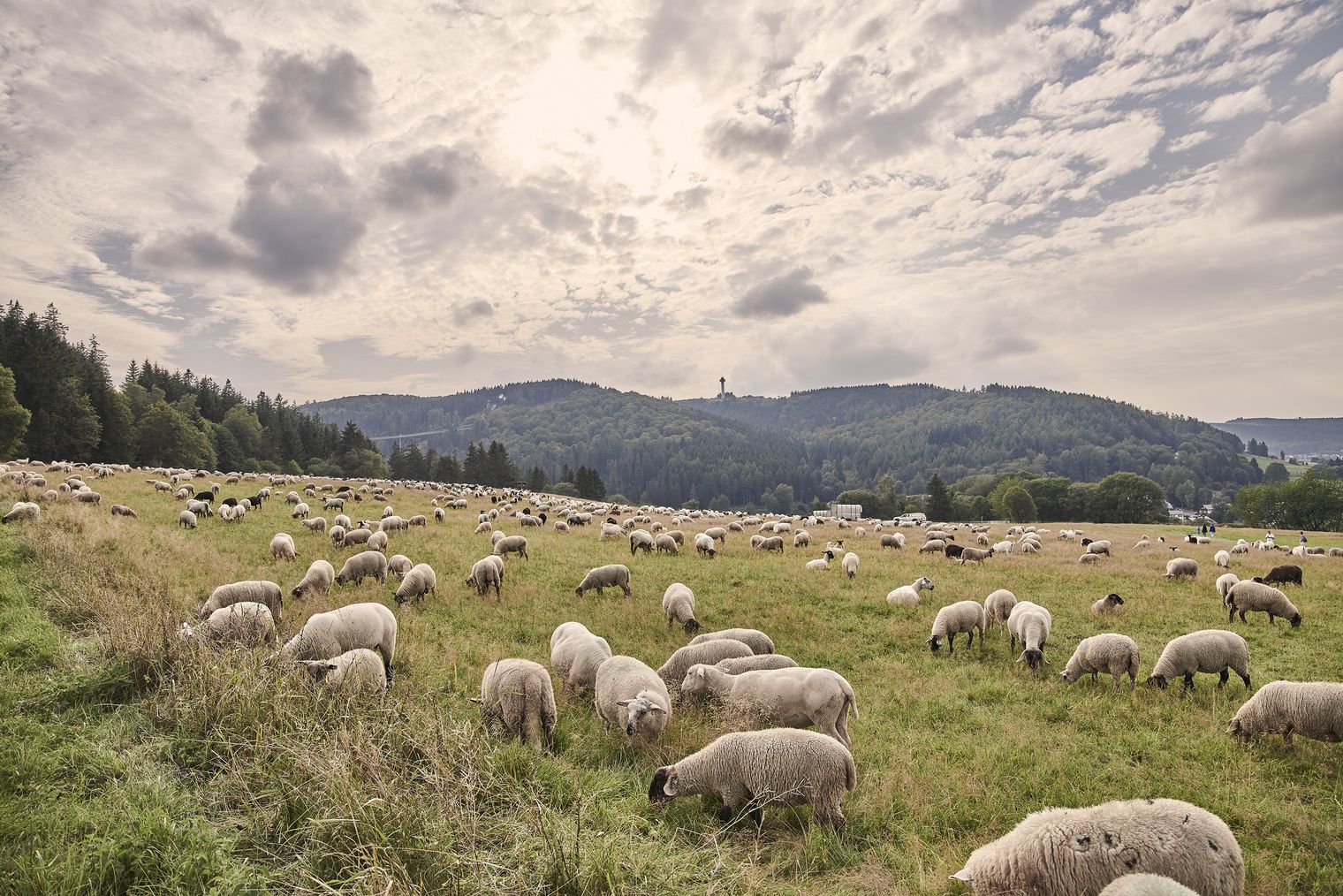 Schafherde in Willingen, im Hintergrund der Ettelsberg 