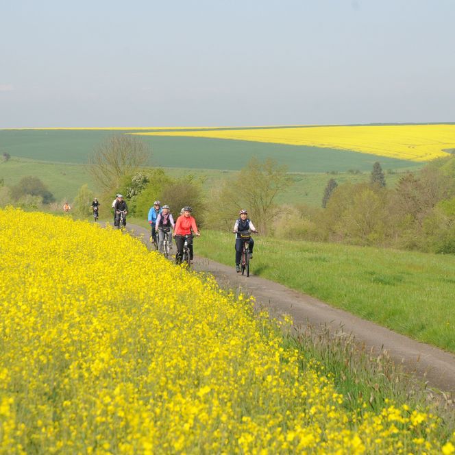 Schöne Radtour durch Rapsfelder 