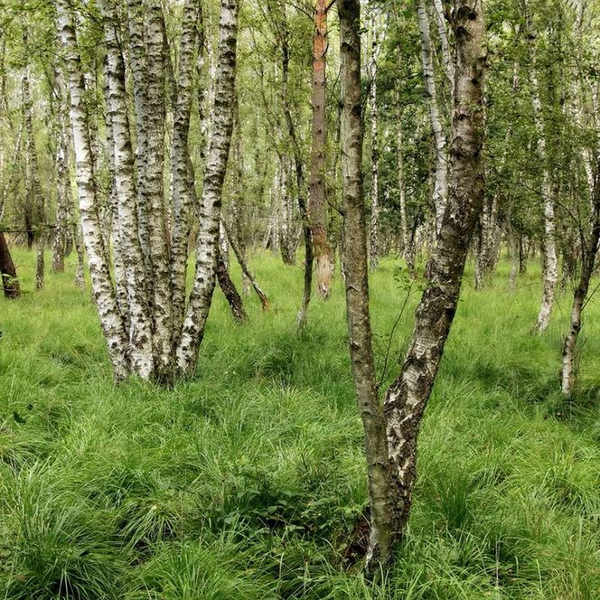 Moorbirkenwald. Typisch für die Moor-Birke ist, dass sie oft mehrstämmig ist.