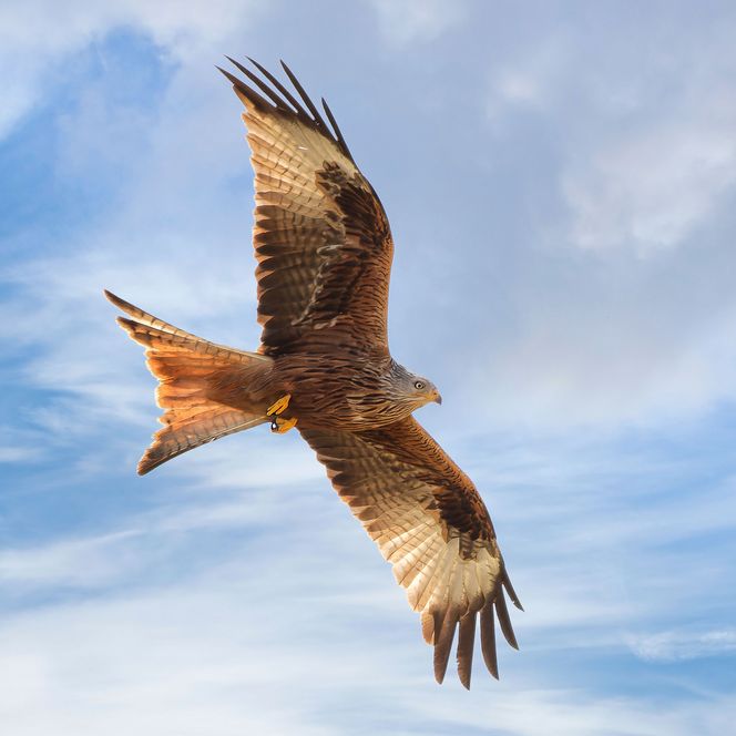 Der Rote Milan ist im Naturpark Diemelsee zu finden. Er ist der schönste Greifvogel in der Region. 