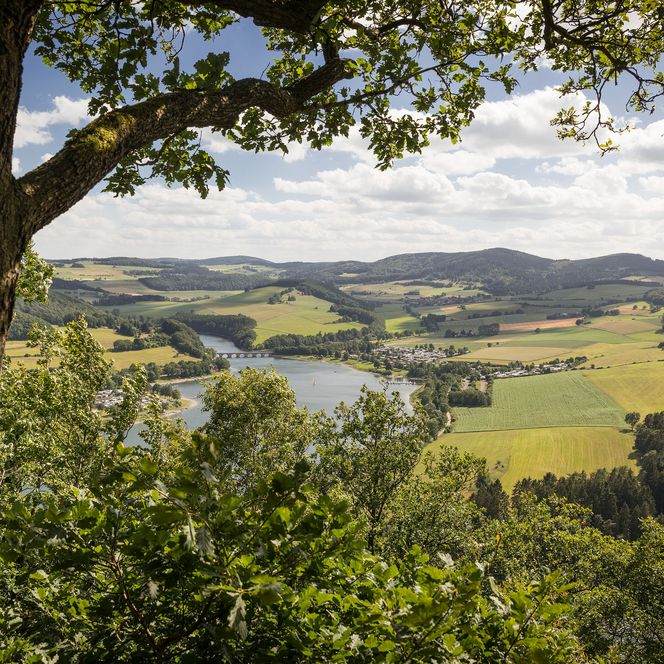 Blick auf den Diemelsee mit Baum im Vordergrund