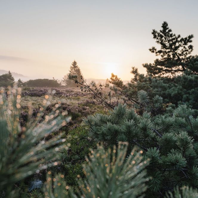 Winterliche Landschaft auf der Hochheide