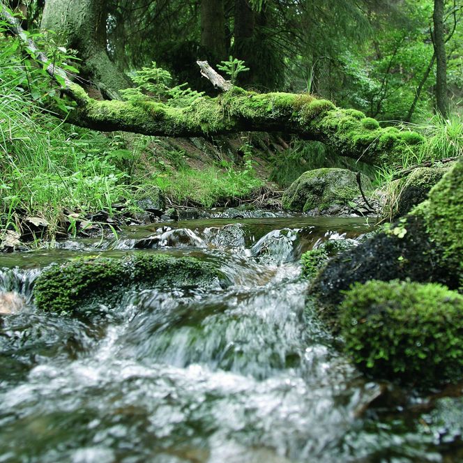 Quelle mit Moos im Wald in Willingen 