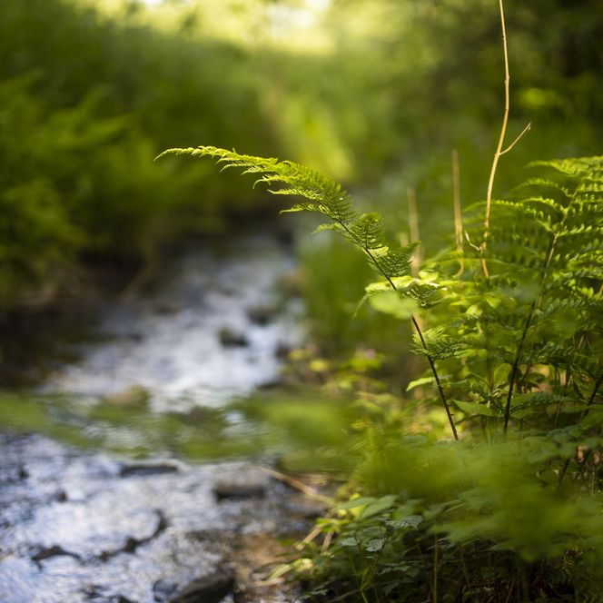 Farn an einem Bach im Naturpark Diemelsee