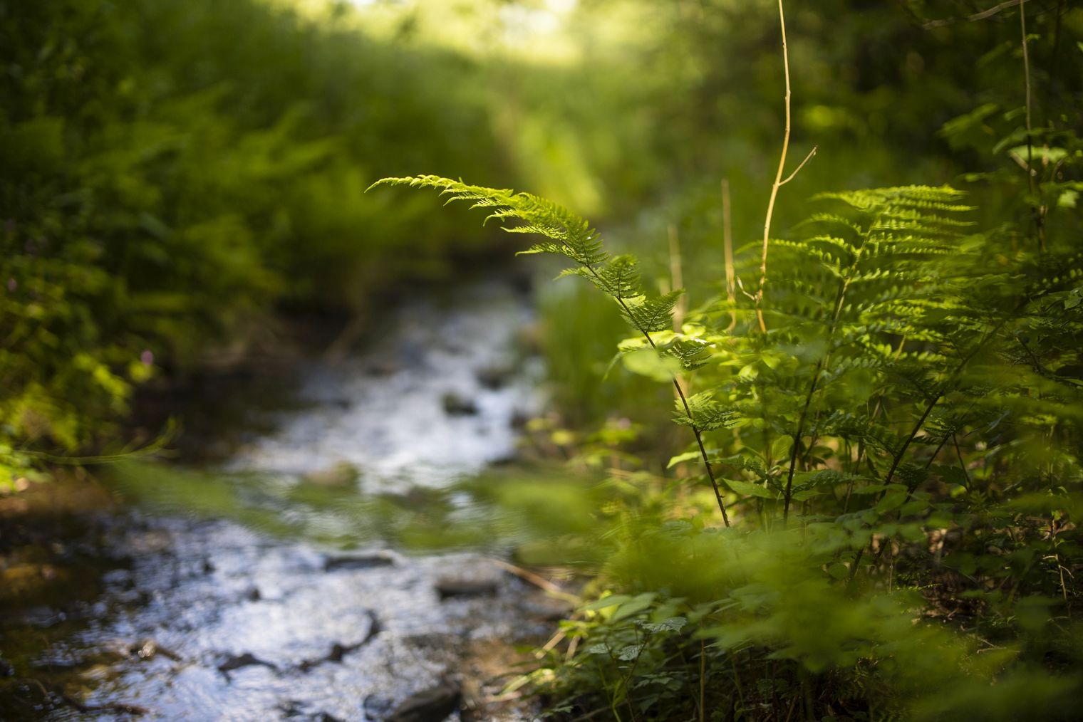 Farn an einem Bach im Naturpark Diemelsee