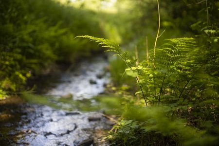 Farn an einem Bach im Naturpark Diemelsee