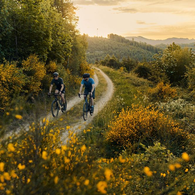 2 Gravelbiker fahren an blühenden Ginsterbüschen im Sauerland vorbei