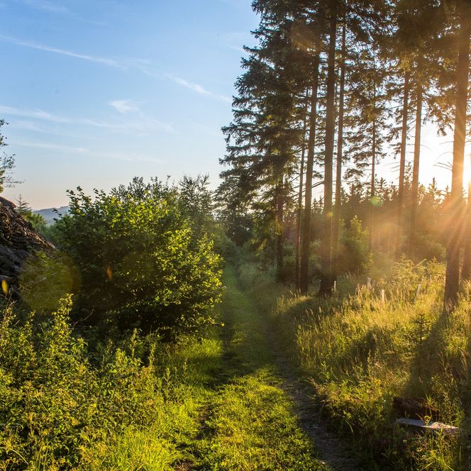 Waldlicht in Brilon, Sonnenschein fällt durch die Bäume