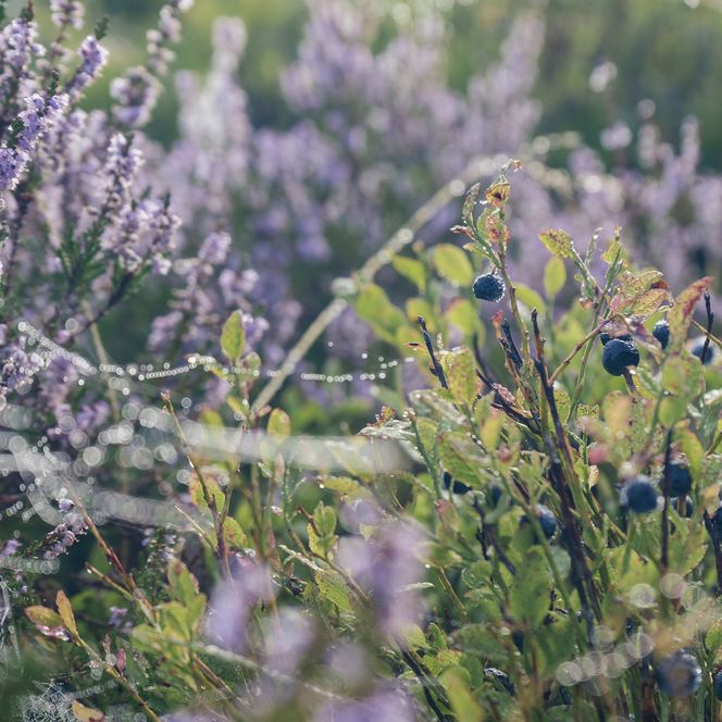 Heidekraut mit Blaubeeren im Morgentau