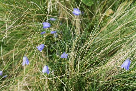 Wiese mit Glockenblumen
