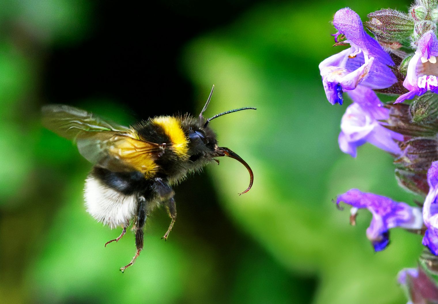 Hummel im Anflug auf eine Blüte