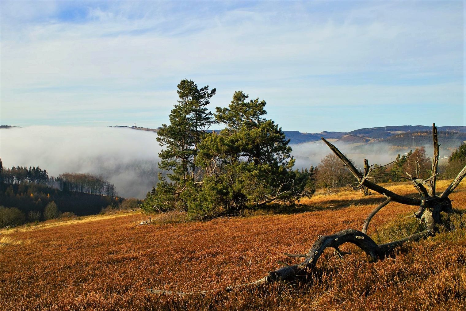Landschaft am Kahlen Pön bei Usseln mit Heide
