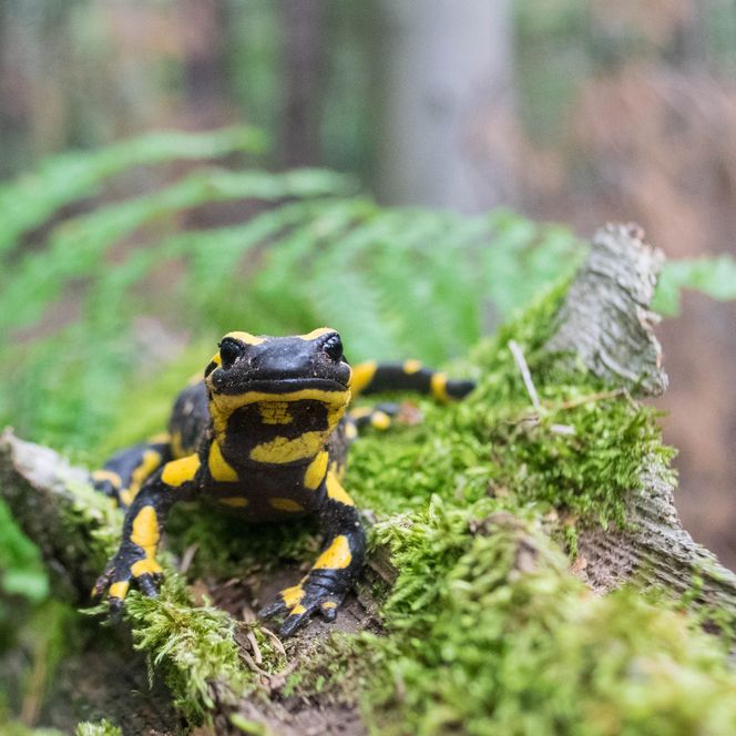 Der Feuersalamander genießt das feuchte Moos. Leider ist er selten bei Tageslicht unterwegs. Wenn dann nur während oder nach Regenschauern.