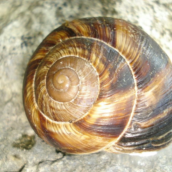 Schnecke auf einem Stein