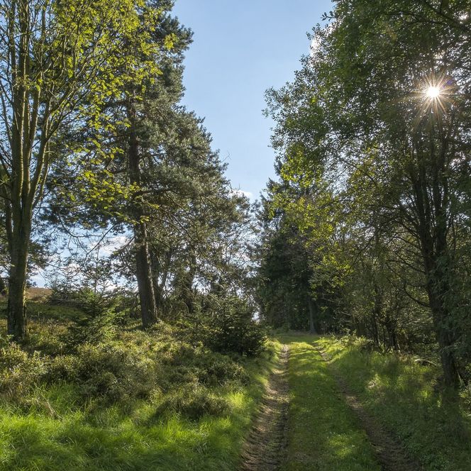 Wanderweg durch Gras und Bäume in Willingen 