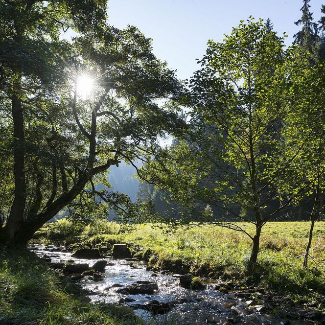 Bachlauf im Strycktal in Willingen 