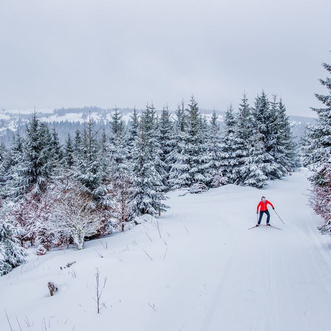 Langläuferin in der Skatingloipe inmitten verschneiter Tannen