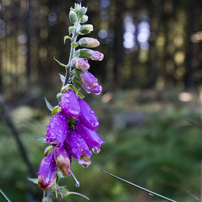 Fingerhut im Wald in Willingen 