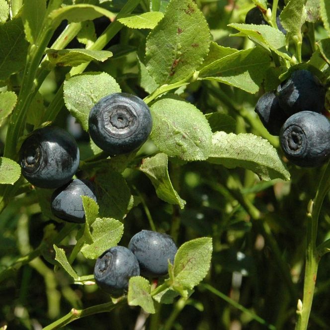 Heidelbeeren in Willingen