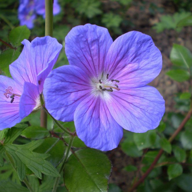 Der Bergwiesen-Storchschnabel bildet immer wieder eine faszinierende lilafarbene Sommerblüte