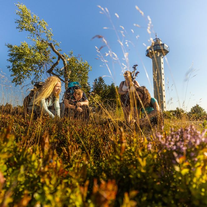 Wandergruppe in der Heide auf dem Ettelsberg in Willingen