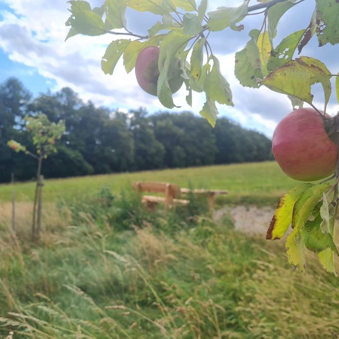 Streuobst am Wildbienenpfad im Naturpark Diemelsee
