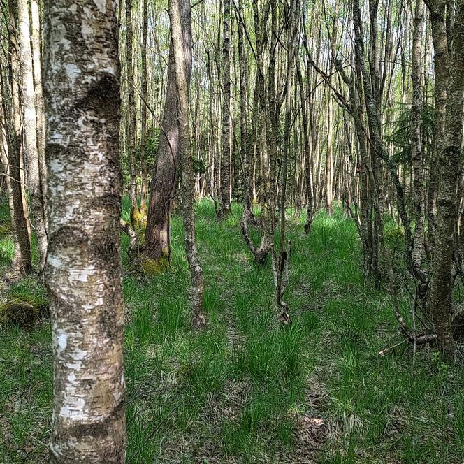 Moorbirkenwald