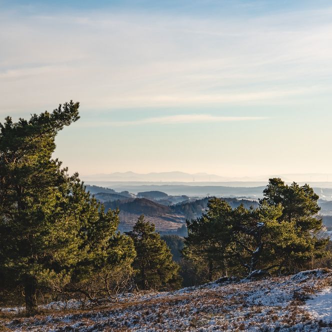 Heidelandschaft mit Raureif im Morgendunst