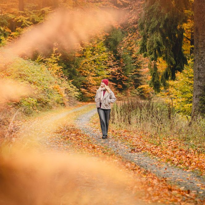 Herbstwald in Willingen