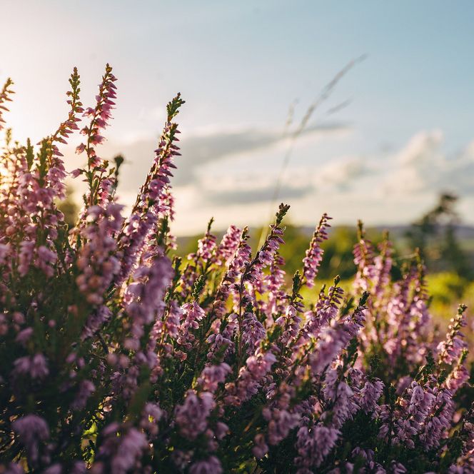 Blühendes Heidekraut im Sonnenlicht