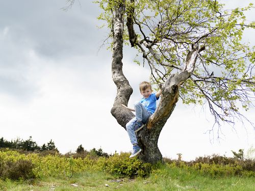Junge im blauen T-Shirt sitzt auf einem Baum auf dem Ettelsberg 