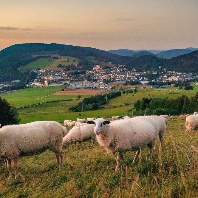 Schafe am Hang des Ettelsberg im Abendlicht 
