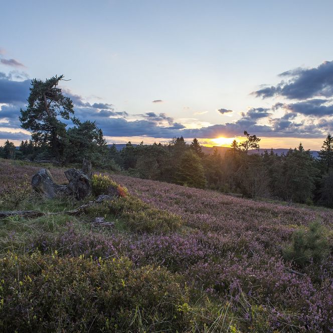 Blühende Heide im Abendlicht bei Sonnenuntergang