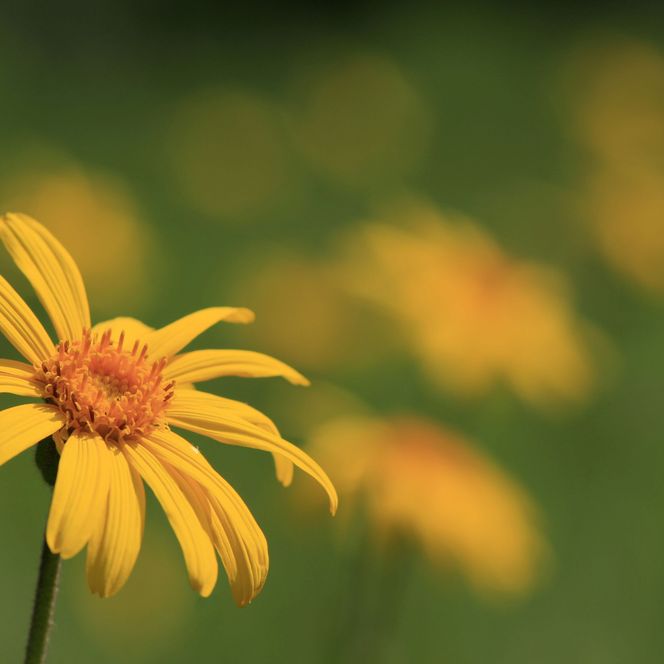 Gelbe Arnikablüte in einer Bergwiese 