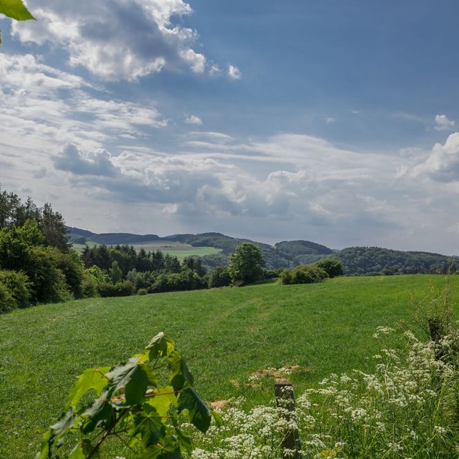 Wiesenlandschaft am Diemelsee