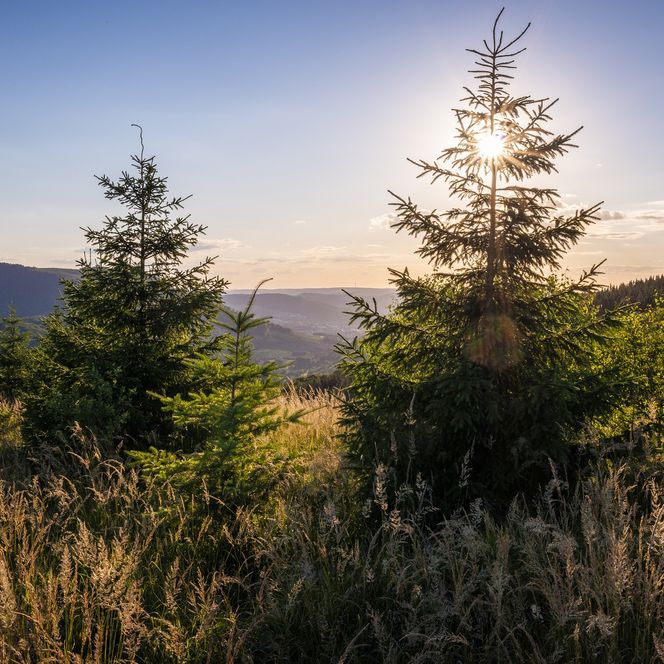Auf dem Ginsterkopf bei Brilon