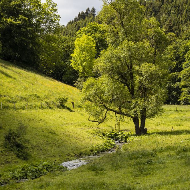 Bachlauf mit grünem Baum durch ein Wiesengelaende