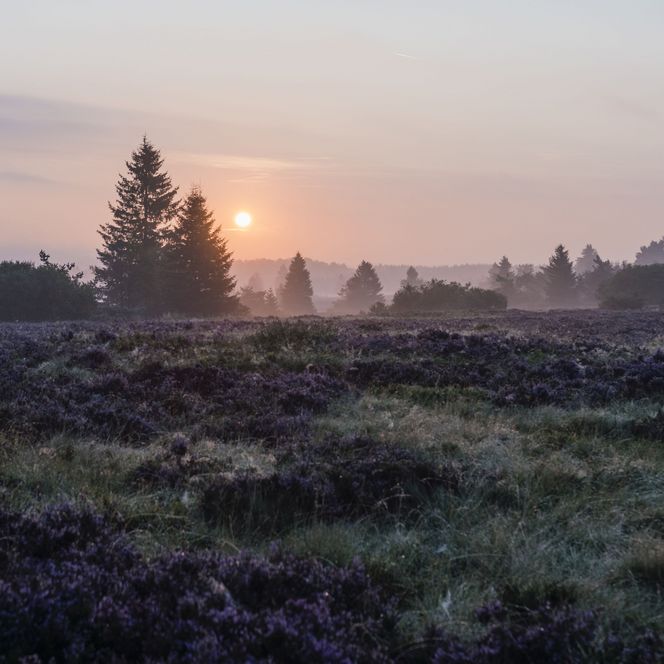 Bergheide im Dunst bei Sonnenaufgang