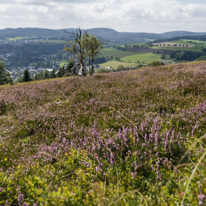 Blühende Heide am Osterkopf mit Blick auf Willingen-Usseln 