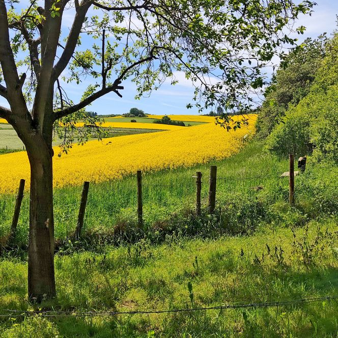 Geopfad Korbach im Mai mit blühendem Rapsfeld