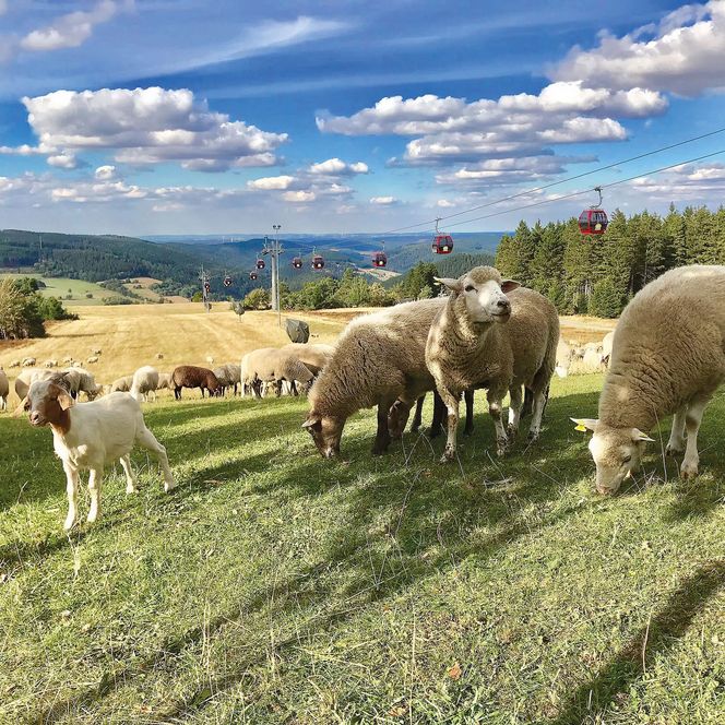 Schafe und Ziegen auf dem Ettelsberg vor der Ettelsberg-Seilbahn