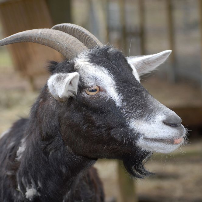 Ziege im Wild- und Freizeitpark Willingen