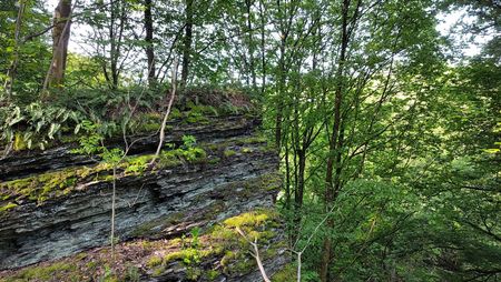 Mit Moos und Farnen bewachsene Felsen im Schluchtwald