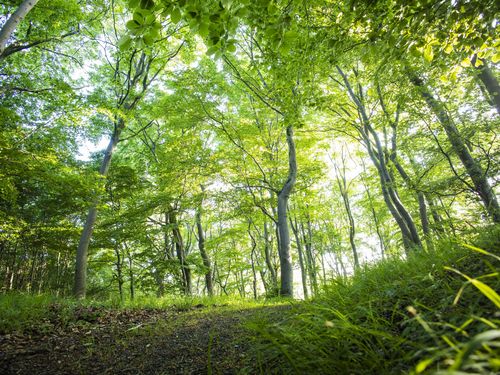 Hellgrüner Buchenwald im Frühling