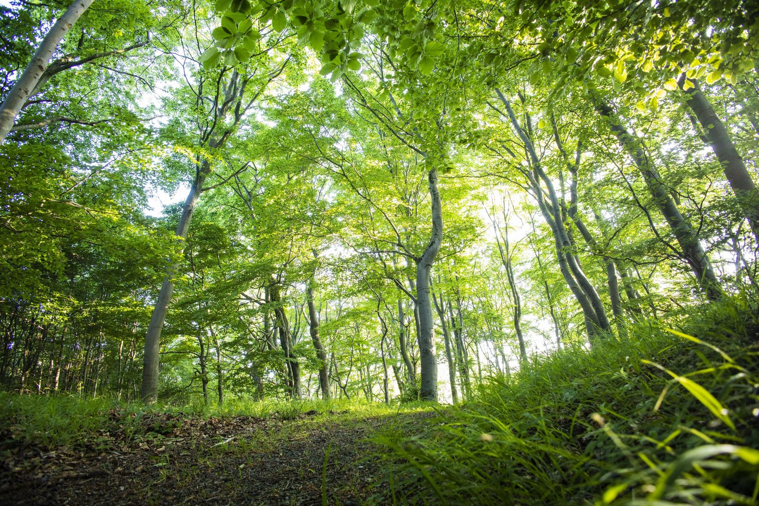 Hellgrüner Buchenwald im Frühling