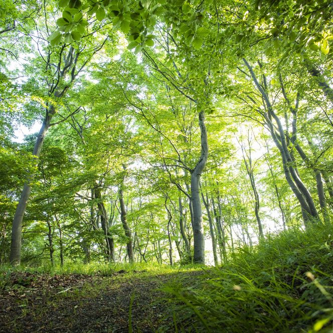 Hellgrüner Buchenwald im Frühling