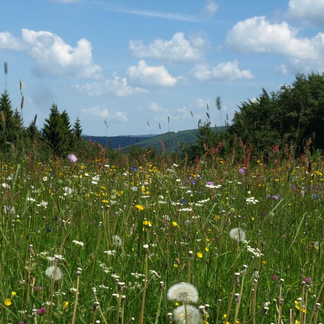 Blühende Bergwiese in der Rhön 